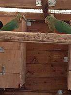 Koningsparkiet, Mannelijk, Parkiet