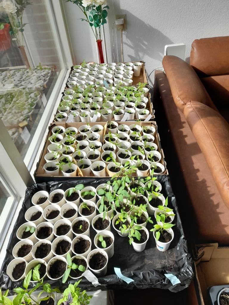 Peper    zoet     en scherp   +tomaten   planten, Ophalen of Verzenden