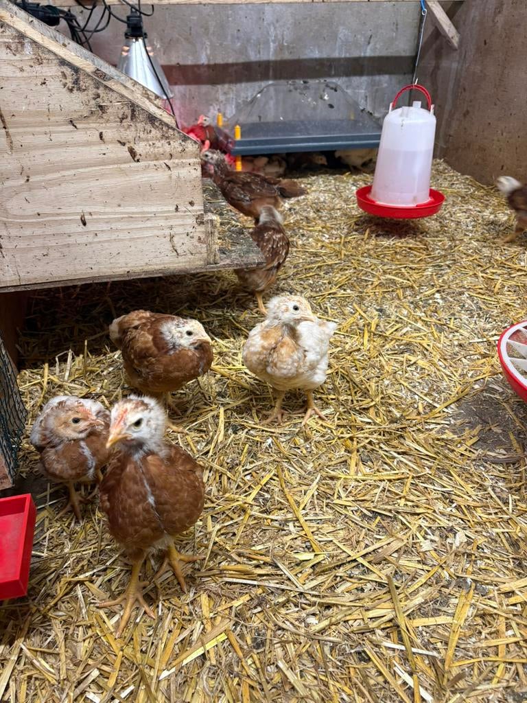 Legkip haantjes, Mannelijk, Kip