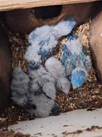 Tamme catharina's, Dieren en Toebehoren, Vogels | Parkieten en Papegaaien, Meerdere dieren, Parkiet