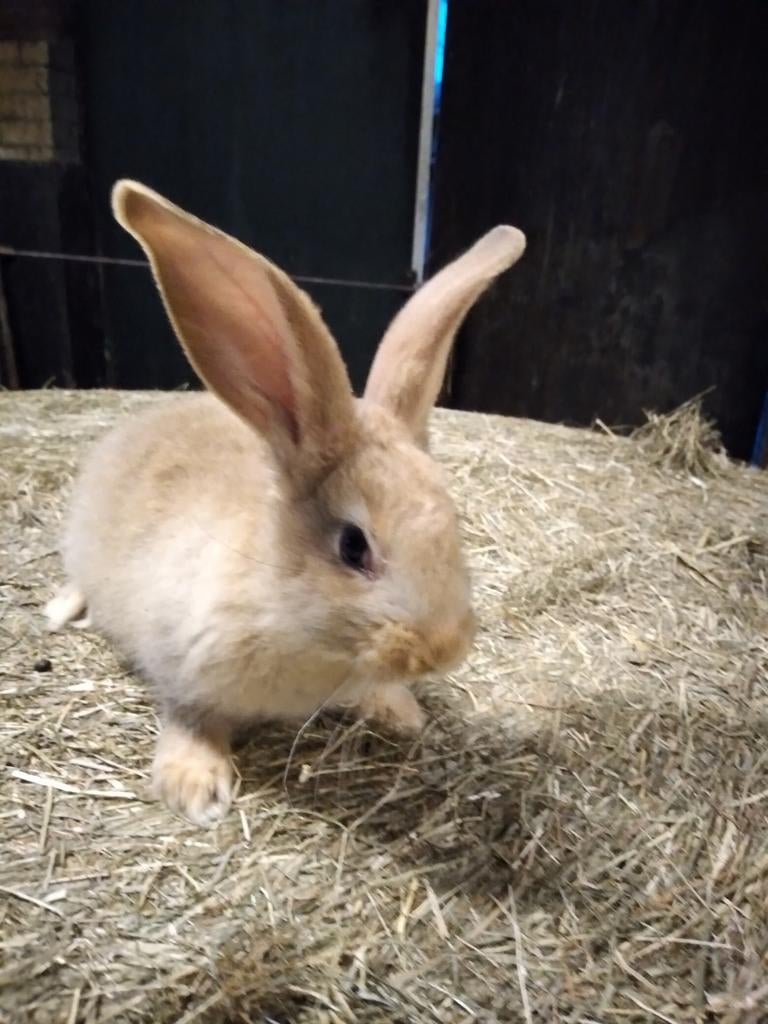 3 jonge vlaamse reuzen, Dieren en Toebehoren, Konijnen, Mannelijk, Groot, 0 tot 2 jaar