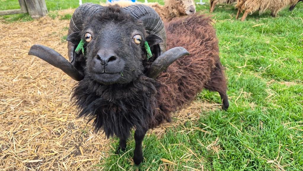 Ouessant ram met stamboom, Mannelijk, Schaap, 3 tot 5 jaar