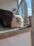 Britse korthaar blue point kittens met stamboom