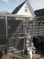 Kanarie mannen 2 x, Dieren en Toebehoren, Mannelijk, Kleurkanarie