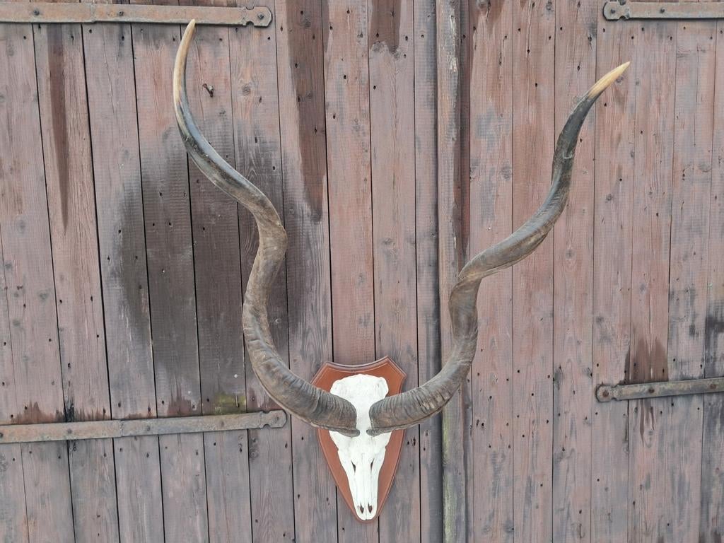 Imposante Grote Koedoe Schedel – Lange Spiraalhoorns – Uniek, Ophalen, Zo goed als nieuw, Wild dier, Schedel