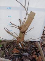 Pre bonsai bijzondere kastanje., Ophalen of Verzenden, Volle zon, Overige soorten, Minder dan 100 cm