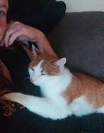 Oppas aan huis voor uw huisdier., Ophalen of Verzenden