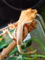 Wimpergekko baby's met mooie lineage, Hagedis, 0 tot 2 jaar
