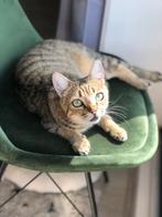 Nova zoekt een rustig nieuw thuis, Dieren en Toebehoren, Poes, Kortharig, 6 jaar of ouder