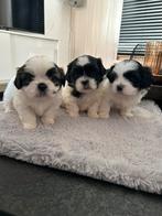 Boomer & Pekinees, Overige rassen, Meerdere, Meerdere dieren, Nederland