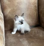 Ragdoll kittens, Dieren en Toebehoren, Katten en Kittens | Raskatten | Langhaar, Meerdere dieren, Ontwormd