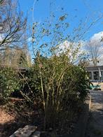 Diverse struiken gratis ophalen, Ophalen, Overige soorten