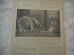 Artis. Groenlandsche ijsberin met jong. 1905., Ophalen of Verzenden, Voor 1920, Nederland, Knipsel(s)