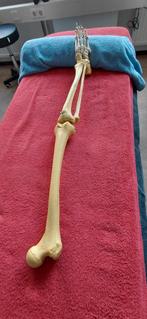 Anatomisch model been en voet, Ophalen of Verzenden, Gebruikt