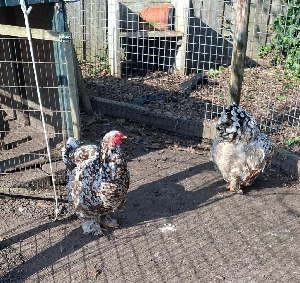 Broedeieren Brahma porselein