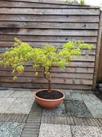 Acer palmatum (Japanse esdoorn) in pot, Halfschaduw, Overige soorten, Lente, 100 tot 250 cm