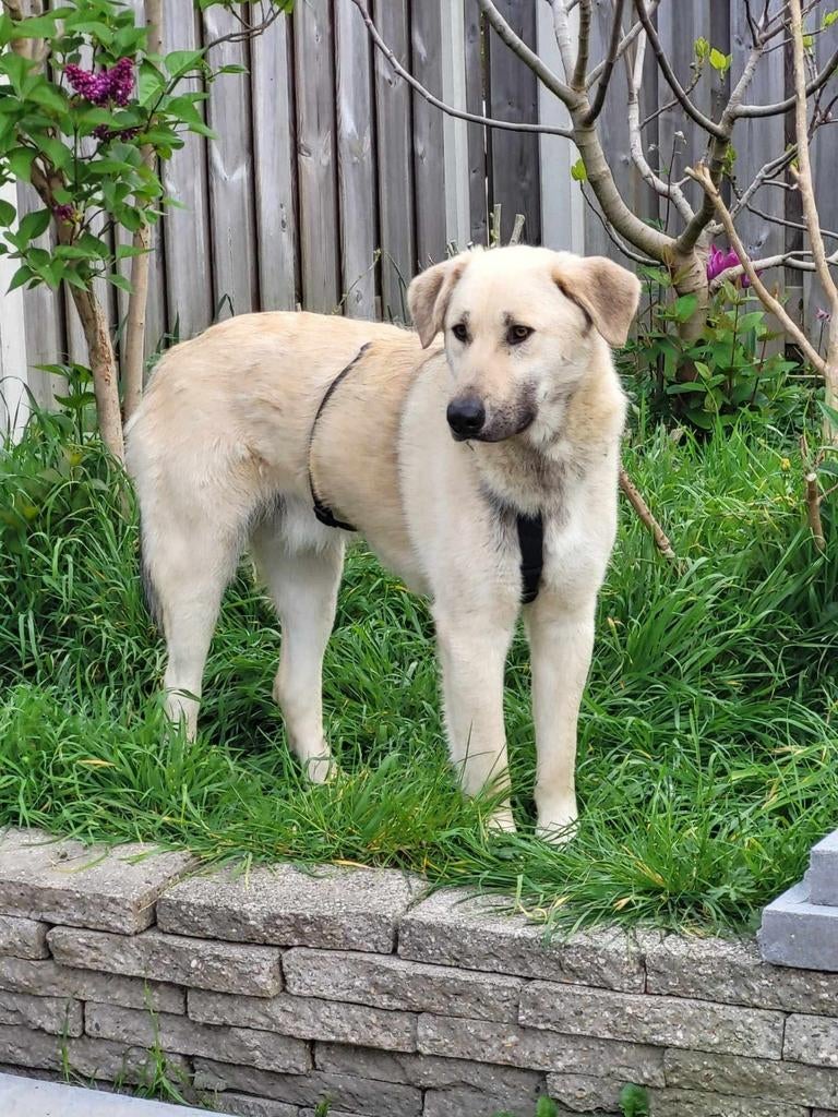 Karl zoekt een gouden mandje, Particulier, Reu, 1 tot 2 jaar, Buitenland