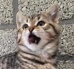 Bengaal x kittens Sneeuwbengaal en Brown tabby, Meerdere dieren, Gechipt, 0 tot 2 jaar