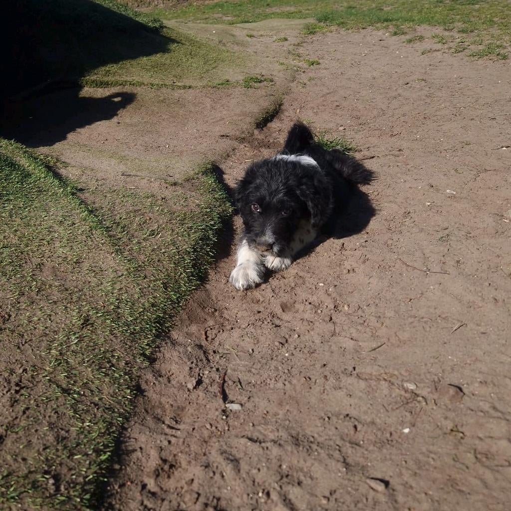 Labradoodle pups 8 weken oud, Parvo, 8 tot 15 weken, Meerdere dieren, Eén hond