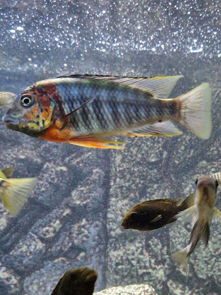 F1 Simochromis diagramma Izinga, Dieren en Toebehoren, Vissen | Aquariumvissen, Vis, Zoetwatervis, Schoolvis