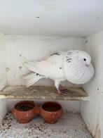 Olie/Bonte bastaard gaditano, Vrouwelijk, Kropper