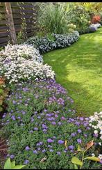 Doosje vol herfst asters paars en wit gemixt., Ophalen