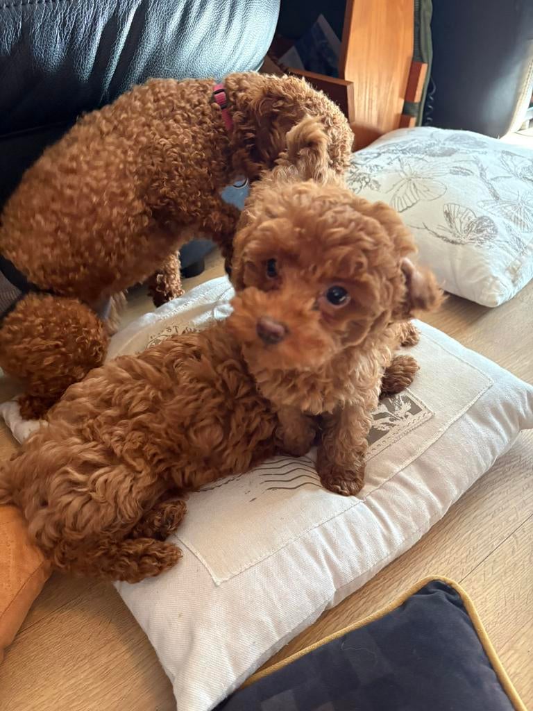 Prachtige mini labradoodle pups🥰 wij mogen verhuizen🥳, Parvo, 8 tot 15 weken, Meerdere, Meerdere dieren