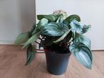 Peperomia Argyreia - Watermeloenplant H: 35 cm., Ophalen, Vetplant, Halfschaduw, Minder dan 100 cm