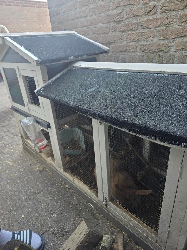 Vrouwtjes konijn, Dieren en Toebehoren, Pluimvee | Toebehoren, Overige typen, Ophalen