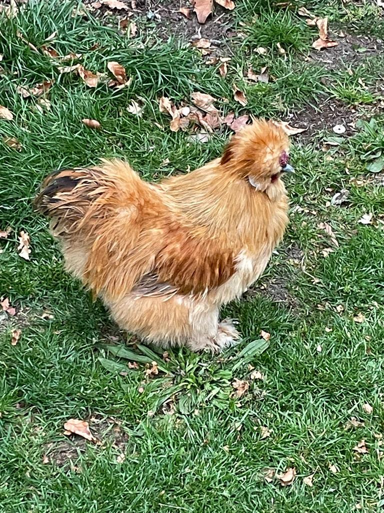 2 Usa zijdehoender hanan, Mannelijk, Kip