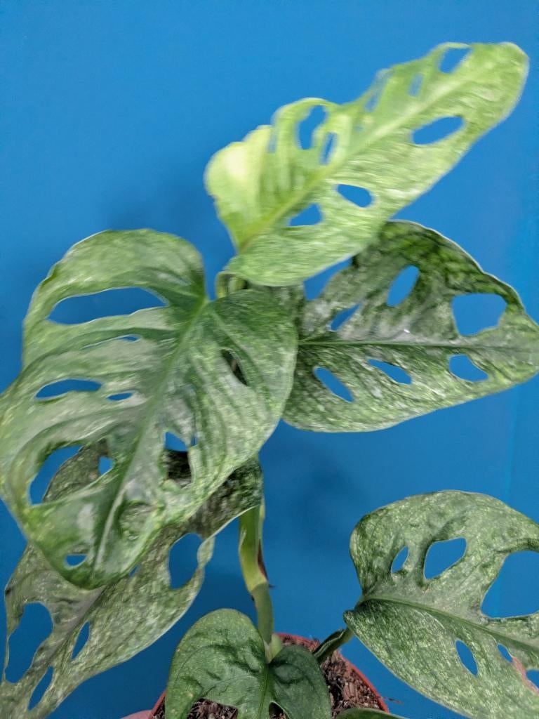 Monstera Adansonii Mint stek, Huis en Inrichting, Kamerplanten, Ophalen of Verzenden, Halfschaduw, Minder dan 100 cm