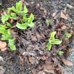 vingerhoedskruid, Ophalen, Overige soorten, Volle zon