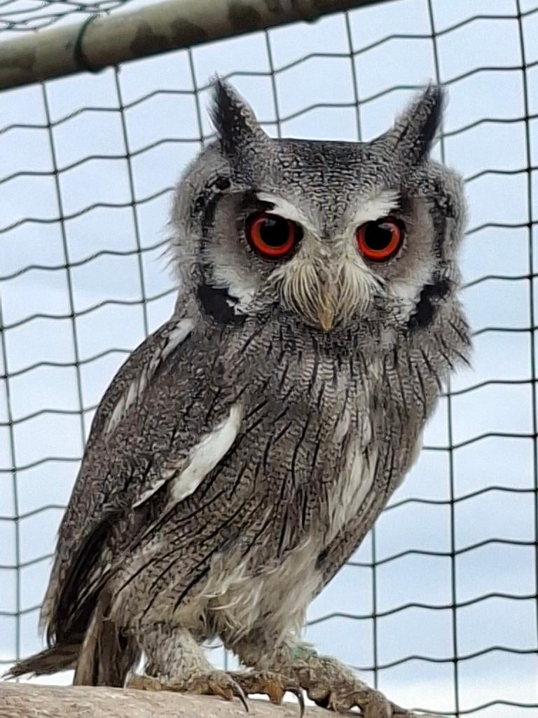 Witgezicht ui roofvogel, Dieren en Toebehoren, Vogels | Overige Vogels, Meerdere dieren, Roofvogel, Geringd