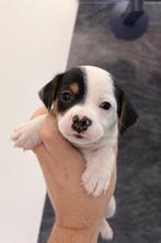 Jack Russel Pups, Dieren en Toebehoren, Honden | Jack Russells en Terriërs, België, Particulier, Jack Russell Terriër, 8 tot 15 weken