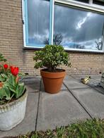 Grote Vetplant (Crassula Ovata) - Hoogte 85cm, Diameter 65cm, Volle zon, Vaste plant, Bloeit niet, Ophalen