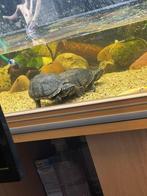 3 muskus schildpadden, Dieren en Toebehoren, Vis