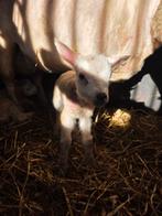 Potlam leblam, Mannelijk, Schaap