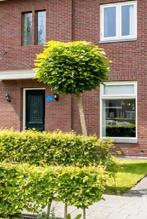 2 mooie boompjes, Ophalen, Overige soorten