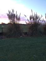 Pampasgras, Ophalen, Volle zon, Vaste plant, Siergrassen