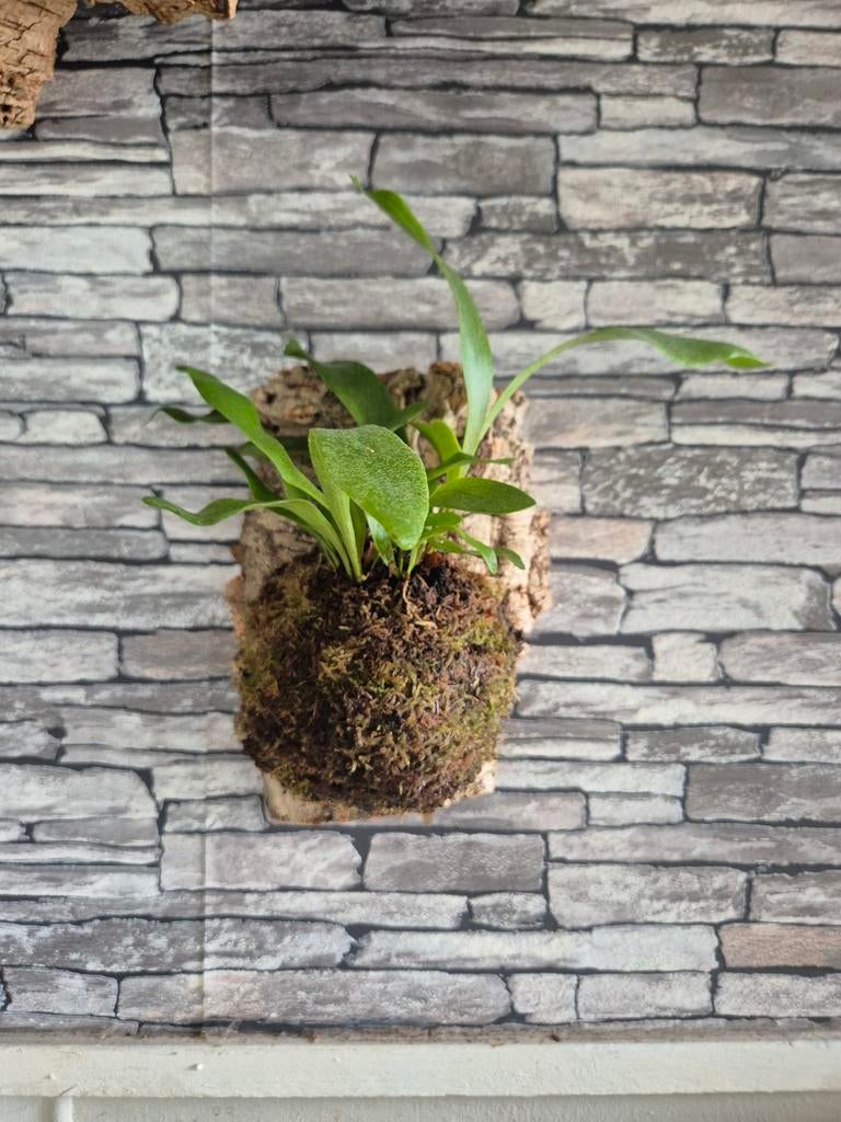 Hertshoorn op kurk, Overige soorten, Minder dan 100 cm, Groene kamerplant, Halfschaduw