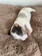 Jack Russel Pups /merle en blauw, Parvo, Jack Russell Terriër, 8 tot 15 weken, Meerdere
