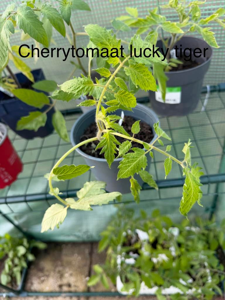 Tomaten plantjes moestuin, Tuin en Terras, Planten | Fruitbomen, Ophalen, Minder dan 100 cm, Overige soorten, Zomer
