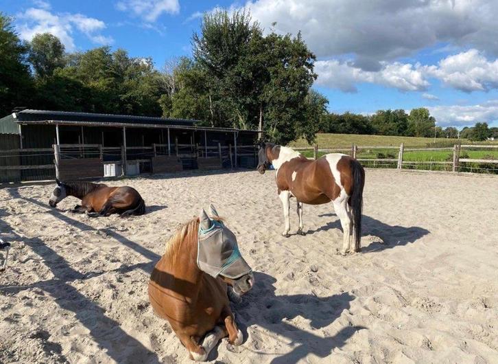 Weidegang en stal Poortugaal, Dieren en Toebehoren, Stalling en Weidegang, Weidegang, 1 paard of pony