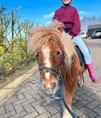 Shetlander ruin, Dieren en Toebehoren, Pony's, Hengst, Niet van toepassing, A pony (tot 1.17m), 0 tot 2 jaar