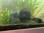Galaxy Pleco (L029) – enorm exemplaar – 20+ cm, Vis