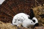 Mooie jonge Papillon konijnen | Voedster | Ingeënt, Dieren en Toebehoren, Konijnen, Vrouwelijk, Groot, 0 tot 2 jaar
