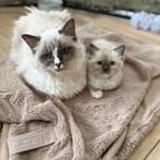Ragdoll kittens, Meerdere dieren, Gechipt, 0 tot 2 jaar