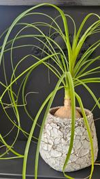 20 kamerplanten – diverse soorten – wegens verhuizing, Huis en Inrichting, Kamerplanten, Ophalen, Halfschaduw, Minder dan 100 cm