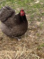 Orpington krielkip, Vrouwelijk, Kip