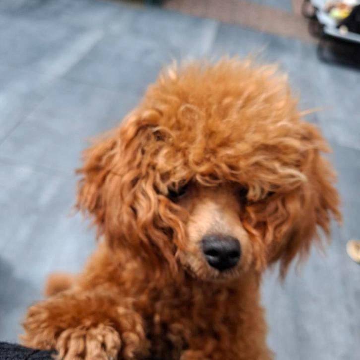 Te koop mooie rode toy poedel, Dieren en Toebehoren, Honden | Chihuahua's en Gezelschapshonden, Teef, Poedel, Fokker | Hobbymatig